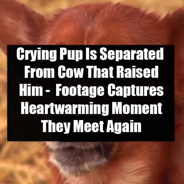 Crying Pup Is Separated From Cow That Raised Him - Footage Captures Heartwarming Moment They Meet Again