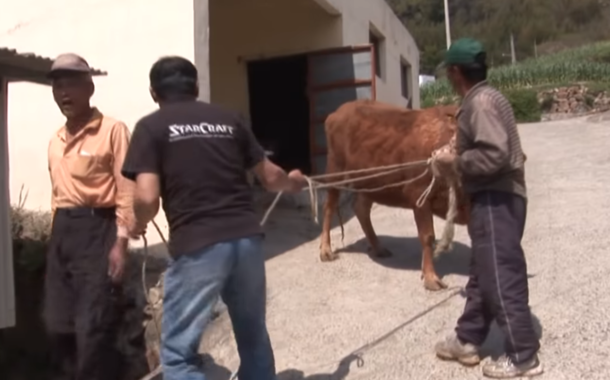 Crying Pup Is Separated From Cow That Raised Him - Footage Captures Heartwarming Moment They Meet Again - picture 2