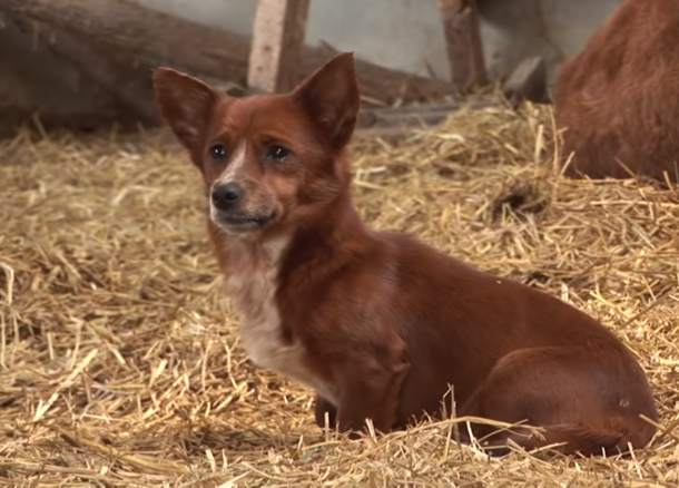 Crying Pup Is Separated From Cow That Raised Him - Footage Captures Heartwarming Moment They Meet Again - picture 3