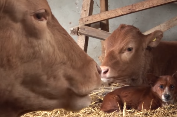 Crying Pup Is Separated From Cow That Raised Him - Footage Captures Heartwarming Moment They Meet Again - picture 4