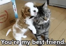 Cute Animated Quotes That Say "I Love You" - picture 5