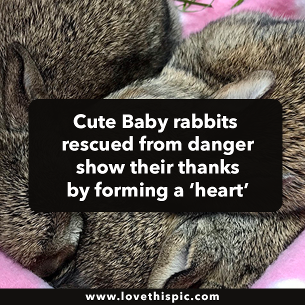 Cute Baby rabbits rescued from danger show their thanks by forming a ‘heart’