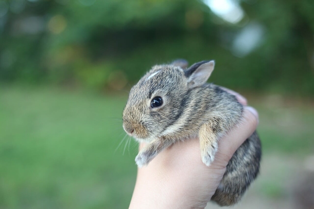 Cute Baby rabbits rescued from danger show their thanks by forming a ‘heart’ - picture 2