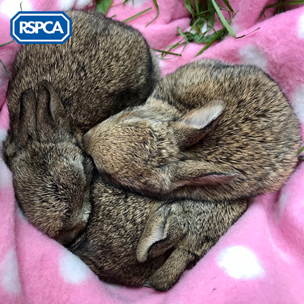 Cute Baby rabbits rescued from danger show their thanks by forming a ‘heart’ - picture 3