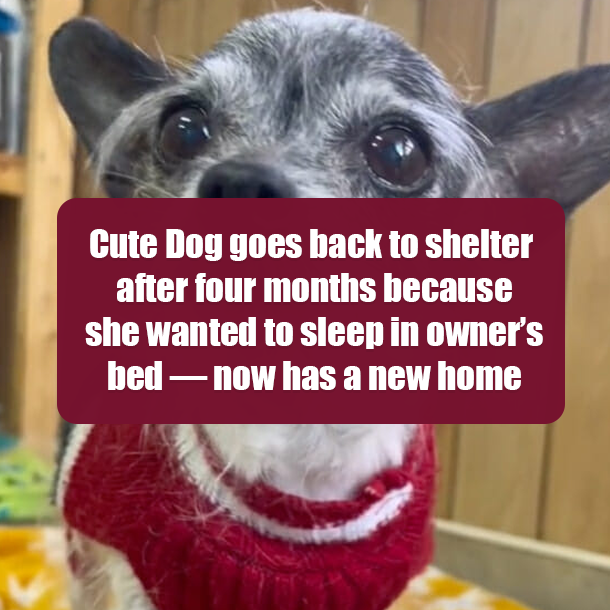 Cute Dog goes back to shelter after four months because she wanted to sleep in owner’s bed — now has a new home