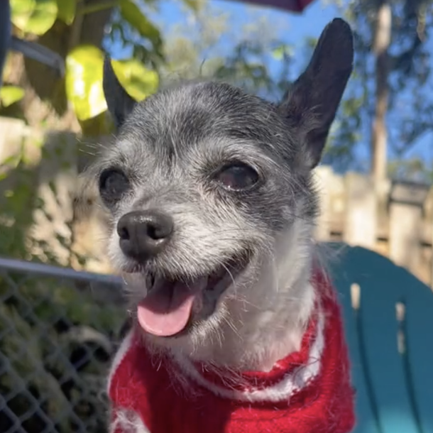 Cute Dog goes back to shelter after four months because she wanted to sleep in owner’s bed — now has a new home - picture 2