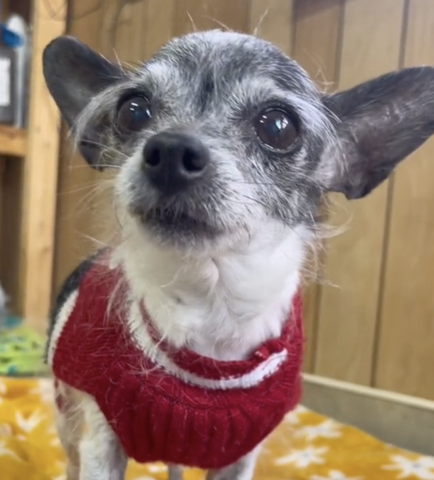 Cute Dog goes back to shelter after four months because she wanted to sleep in owner’s bed — now has a new home - picture 3