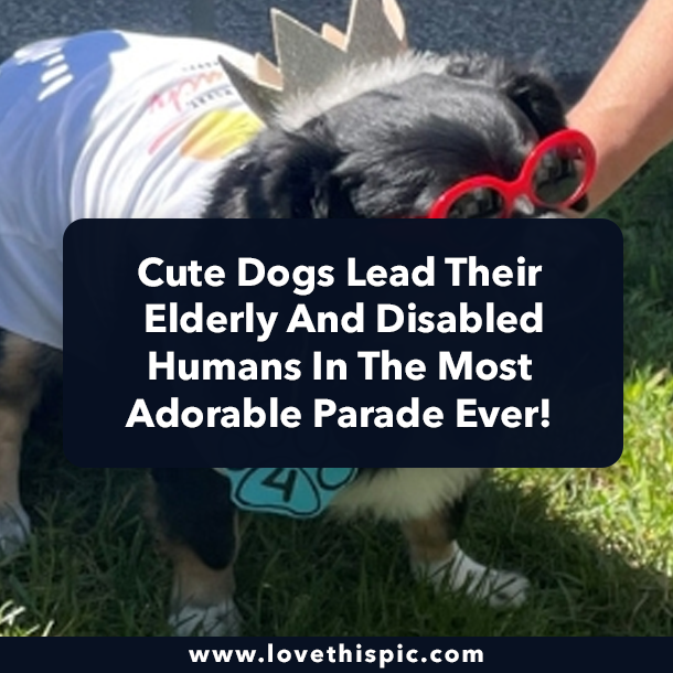 Cute Dogs Lead Their Elderly And Disabled Humans In The Most Adorable Parade Ever!