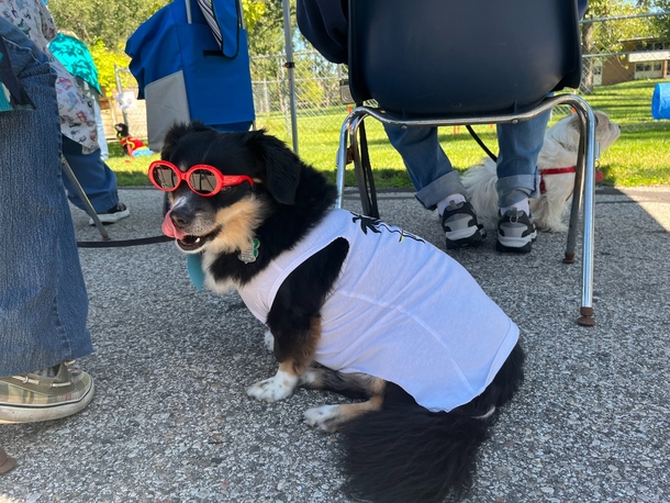 Cute Dogs Lead Their Elderly And Disabled Humans In The Most Adorable Parade Ever! - picture 2