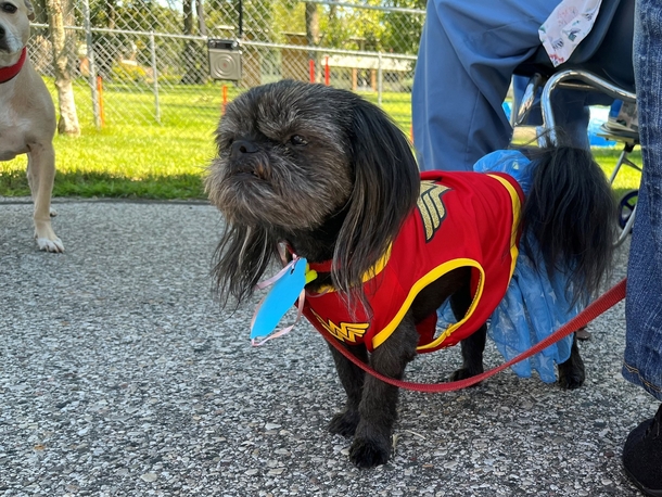 Cute Dogs Lead Their Elderly And Disabled Humans In The Most Adorable Parade Ever! - picture 3