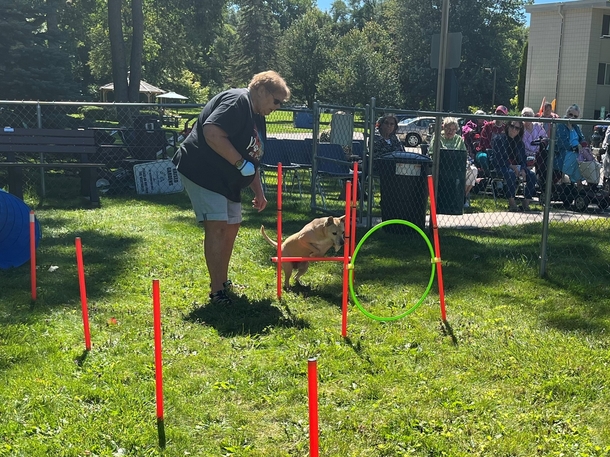 Cute Dogs Lead Their Elderly And Disabled Humans In The Most Adorable Parade Ever! - picture 4