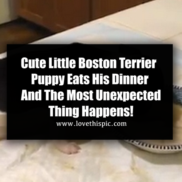 Cute Little Boston Terrier Puppy Eats His Dinner And The Most Unexpected Thing Happens!
