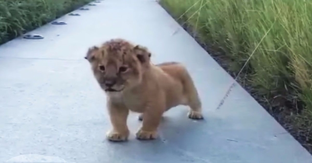 Cute little lion cub stumbles out. Once you hear it roar? I can't stop smiling! - picture 2
