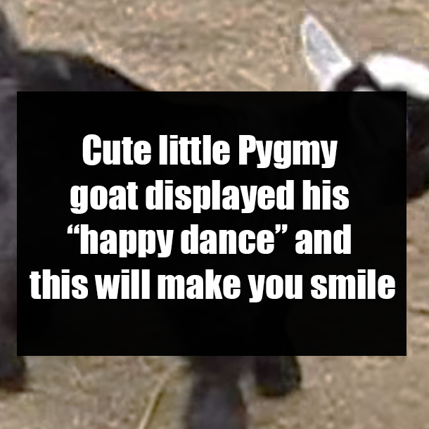 Cute little Pygmy goat displayed his “happy dance” and this will make you smile