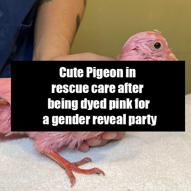 Cute Pigeon in rescue care after being dyed pink for a gender reveal party