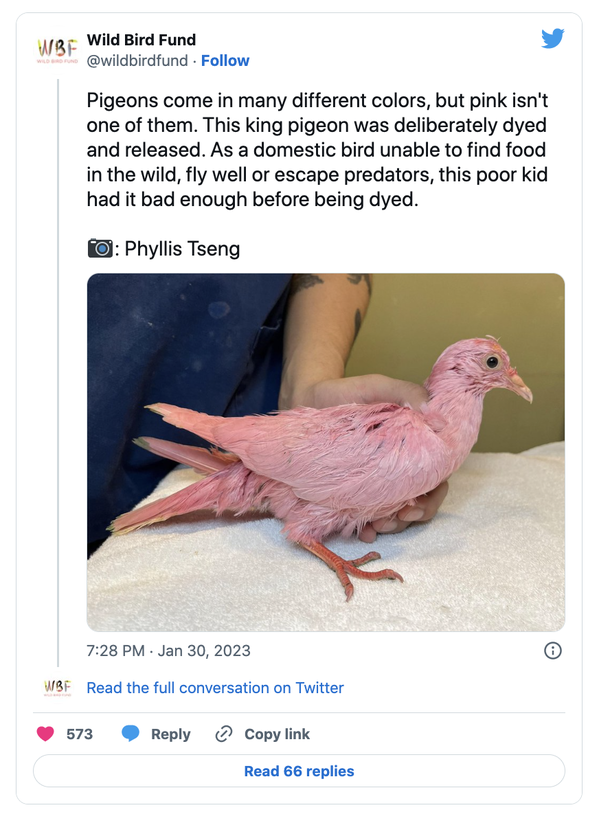 Cute Pigeon in rescue care after being dyed pink for a gender reveal party - picture 2