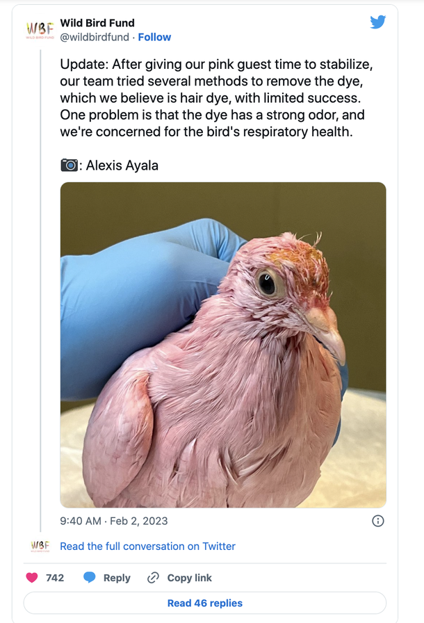 Cute Pigeon in rescue care after being dyed pink for a gender reveal party - picture 3