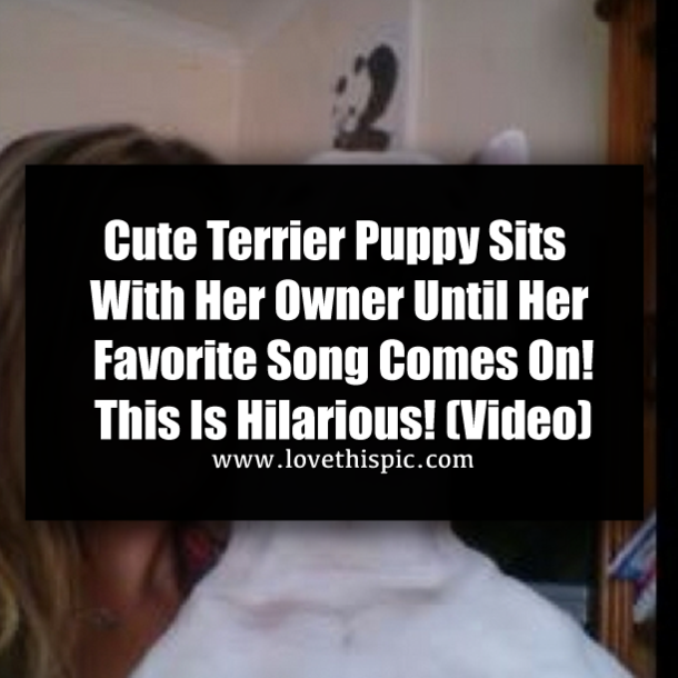 Cute Terrier Puppy Sits With Her Owner Until Her Favorite Song Comes On! This Is Hilarious! (Video)