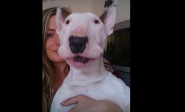Cute Terrier Puppy Sits With Her Owner Until Her Favorite Song Comes On! This Is Hilarious! (Video) - picture 3