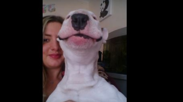 Cute Terrier Puppy Sits With Her Owner Until Her Favorite Song Comes On! This Is Hilarious! (Video) - picture 5