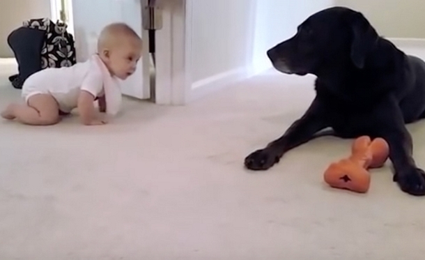 Dad Records Little Girl's 1st Crawl, But This Puppy's Actions Makes This Moment Go Viral - picture 3