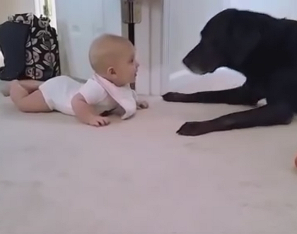 Dad Records Little Girl's 1st Crawl, But This Puppy's Actions Makes This Moment Go Viral - picture 4