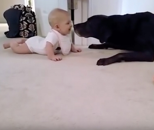 Dad Records Little Girl's 1st Crawl, But This Puppy's Actions Makes This Moment Go Viral - picture 5