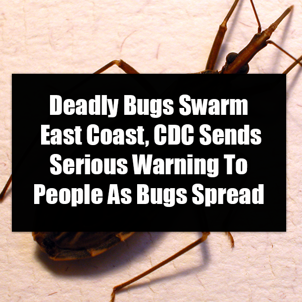 Deadly Bugs Swarm East Coast, CDC Sends Serious Warning To People As Bugs Spread