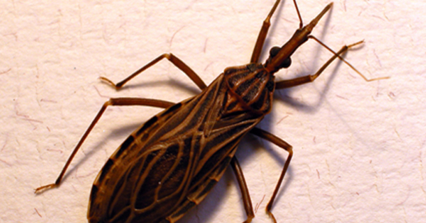 Deadly Bugs Swarm East Coast, CDC Sends Serious Warning To People As Bugs Spread - picture 2