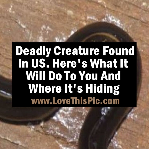 Deadly Creature Found In USA. Here's What It Will Do To You And Where It's Hiding