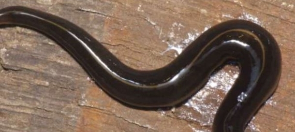 Deadly Creature Found In USA. Here's What It Will Do To You And Where It's Hiding - picture 2