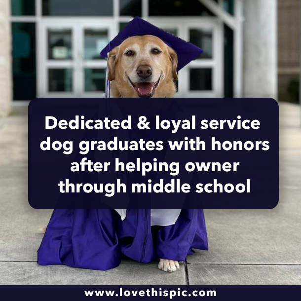 Dedicated & loyal service dog graduates with honors after helping owner through middle school