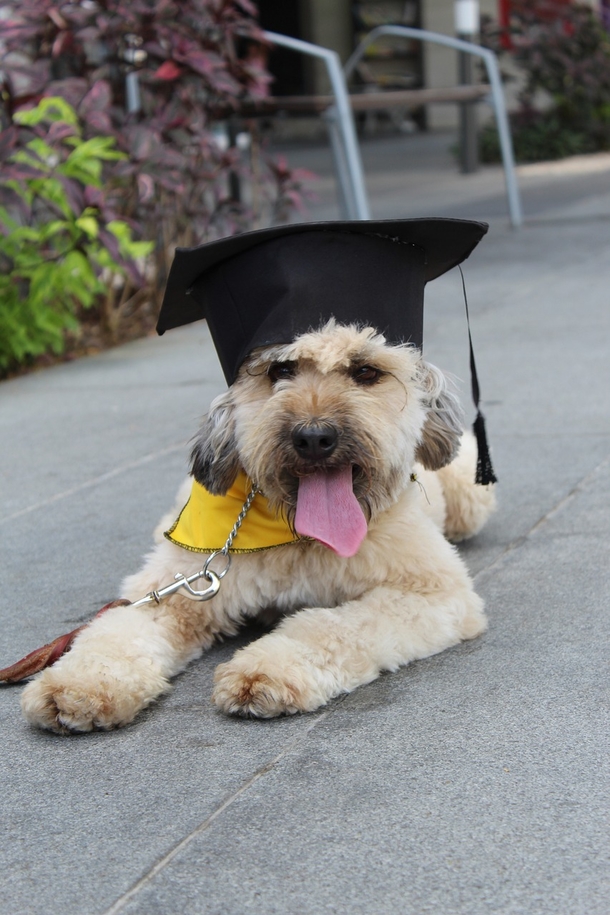Dedicated & loyal service dog graduates with honors after helping owner through middle school - picture 2