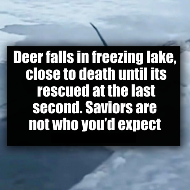 Deer falls in freezing lake, close to death until its rescued at the last second. Saviors are not who you’d expect