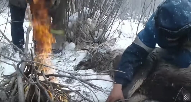 Deer falls in freezing lake, close to death until its rescued at the last second. Saviors are not who you’d expect - picture 2