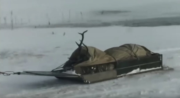 Deer falls in freezing lake, close to death until its rescued at the last second. Saviors are not who you’d expect - picture 3