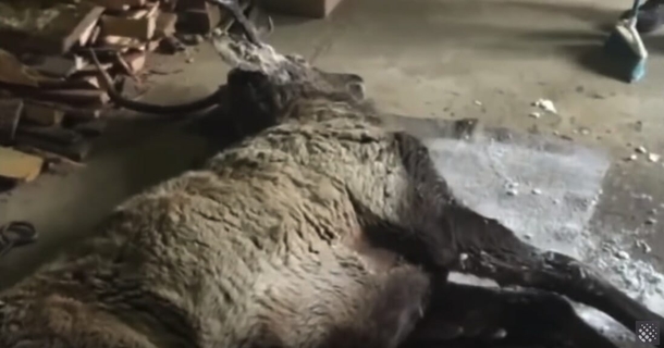Deer falls in freezing lake, close to death until its rescued at the last second. Saviors are not who you’d expect - picture 4