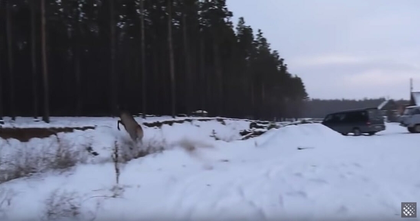 Deer falls in freezing lake, close to death until its rescued at the last second. Saviors are not who you’d expect - picture 5