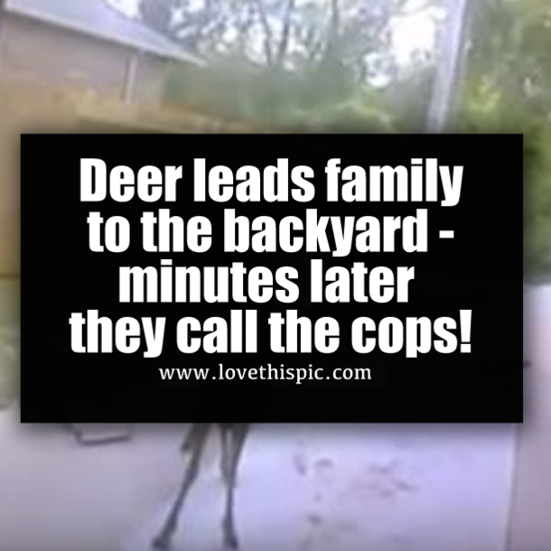 Deer leads family to the backyard - minutes later they call the cops!