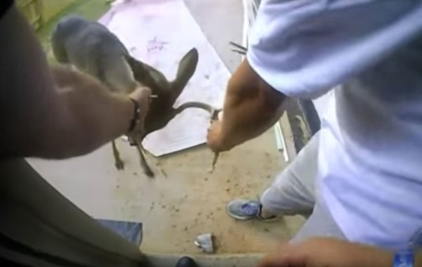 Deer leads family to the backyard - minutes later they call the cops! - picture 2