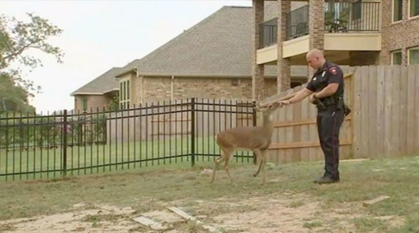 Deer leads family to the backyard - minutes later they call the cops! - picture 3