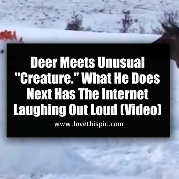 Deer Meets Unusual "Creature." What He Does Next Has The Internet Laughing Out Loud (Video)
