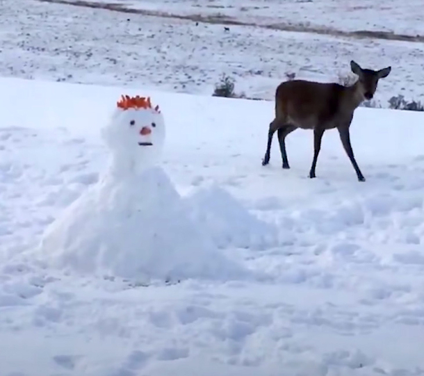 Deer Meets Unusual "Creature." What He Does Next Has The Internet Laughing Out Loud (Video) - picture 2