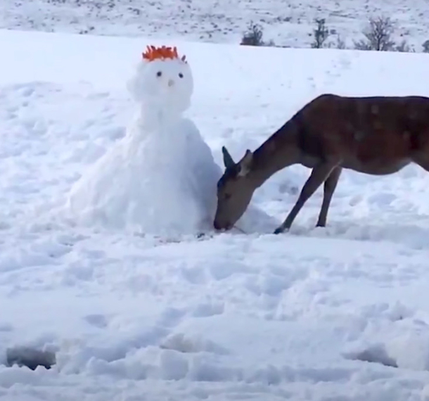 Deer Meets Unusual "Creature." What He Does Next Has The Internet Laughing Out Loud (Video) - picture 3