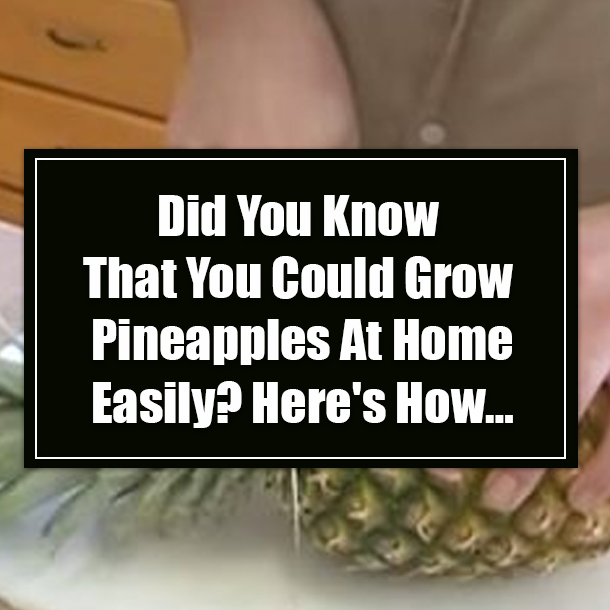 Did You Know That You Could Grow Pineapples At Home Easily? Here's How…