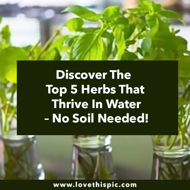 Discover The Top 5 Herbs That Thrive In Water – No Soil Needed!
