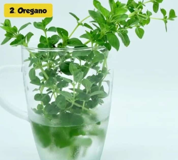 Discover The Top 5 Herbs That Thrive In Water – No Soil Needed! - picture 2