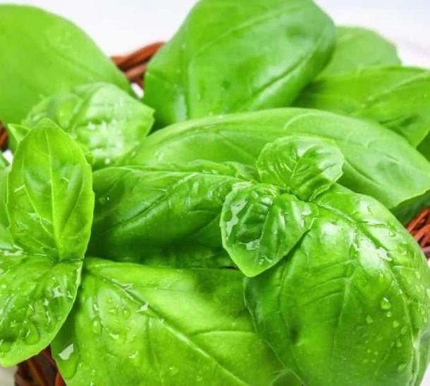 Discover The Top 5 Herbs That Thrive In Water – No Soil Needed! - picture 3