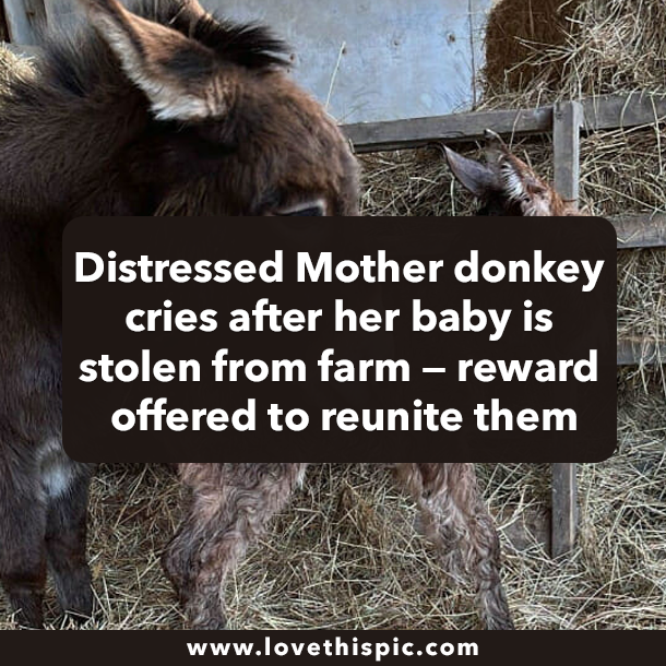 Distressed Mother donkey cries after her baby is stolen from farm — reward offered to reunite them