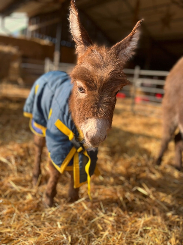 Distressed Mother donkey cries after her baby is stolen from farm — reward offered to reunite them - picture 2